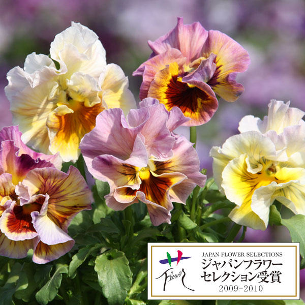 パンジー：ムーランフリルアプリコット3.5号ポット3株セット