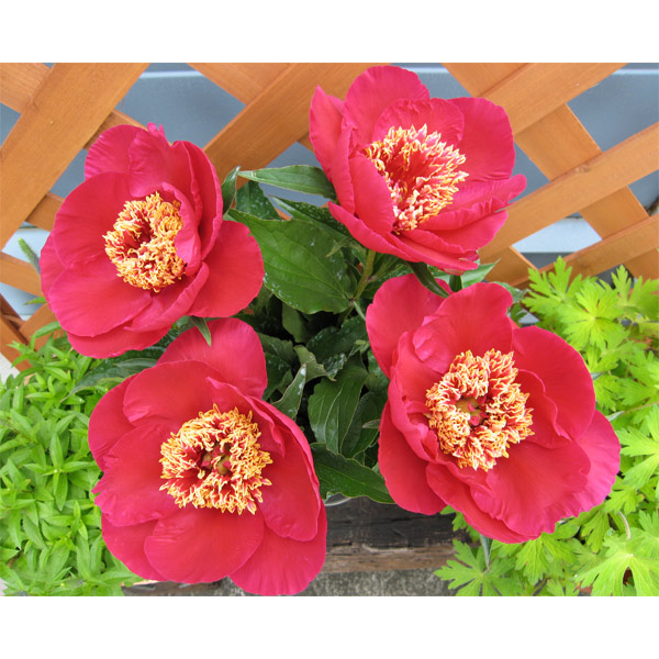 シャクヤク（芍薬）：みらい3.5号ポット