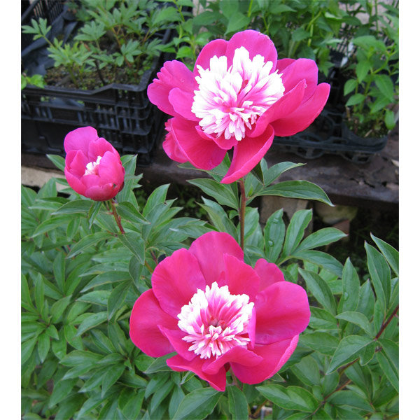 シャクヤク（和種芍薬）：宵待（よいまち）3.5号ポット