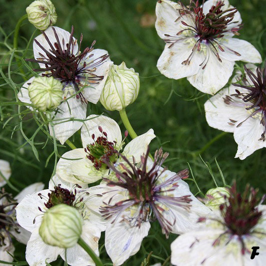 ニゲラ：アフリカンブライト3号ポット3株セット