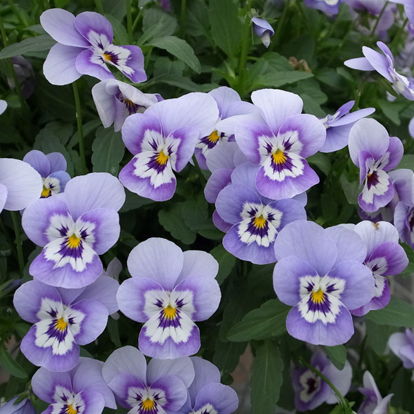 ビオラ：ももか　うみももか3-3.5号ポット3株セット