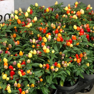 園芸ネット本店｜観賞用とうがらし：夢祭り3.5号ポット3株セット の