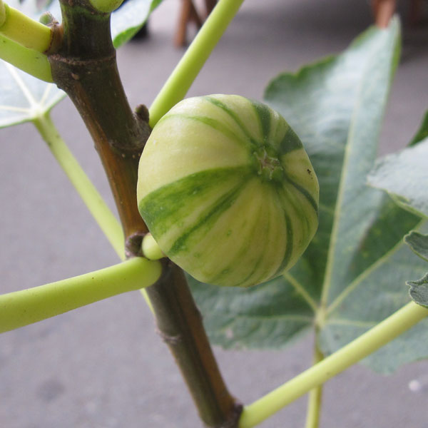 イチジク:ゼブラスィート6号鉢植え
