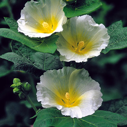 アルセア（タチアオイ）：ポーラスター3～3.5号ポット2株セット