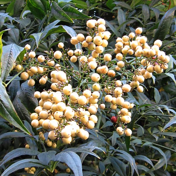 ナンテン(南天）：白実3-3.5号ポット