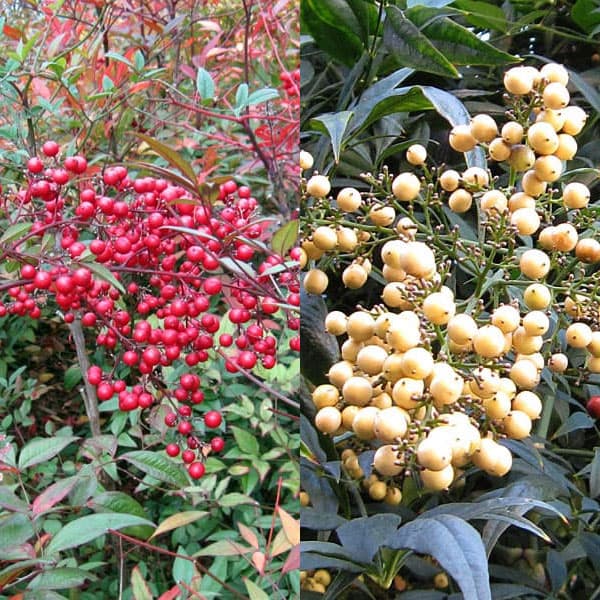 ナンテン(南天）：紅白2株セット3-3.5号ポット