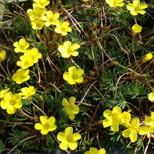 園芸ネット本店｜オキザリス：ゴールドアイランド3号ポット3株セット