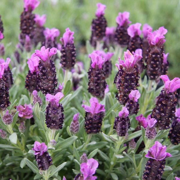 園芸ネット本店｜ラベンダー：シフォン リトルパープル3.5号ポット2株