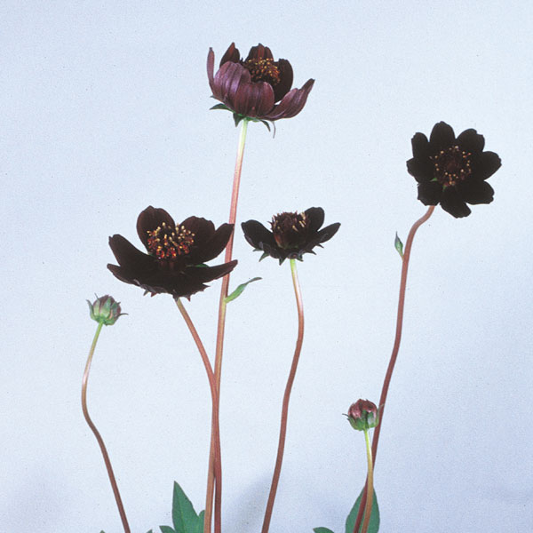 [会員限定販売]チョコレートコスモス3号ポット3株セット