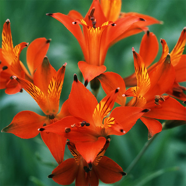 アルストロメリア(耐寒性)：リグツシムシー3.5号ポット