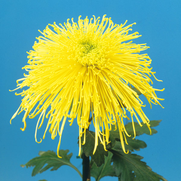 [26年4月上旬予約]大菊管物（くだもの）：清見の入船（黄系）2.5号ポット