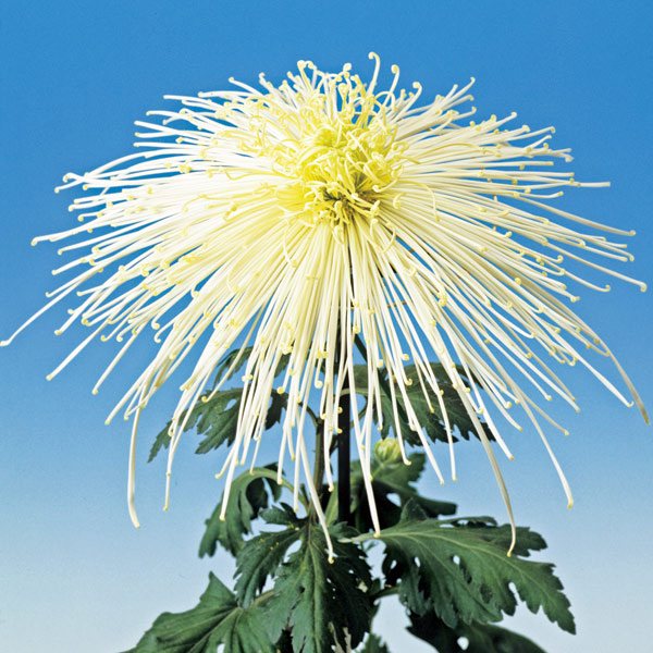 [26年4月上旬予約]大菊管物（くだもの）：清見の春雨（白系）2.5号ポット