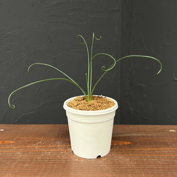 アルブカ スピラリス：フリズルシズル 3号ポット