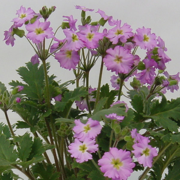 プリムラ：サーティーワン3.5号ポット3株セット