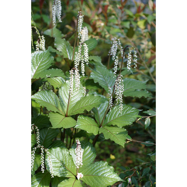 ヒトリシズカ（一人静）：ガビサンヒトリシズカ3.5号ポット