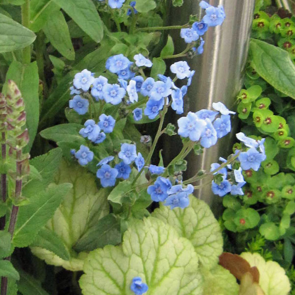 アンチューサ：ブルーチャーム3号ポット