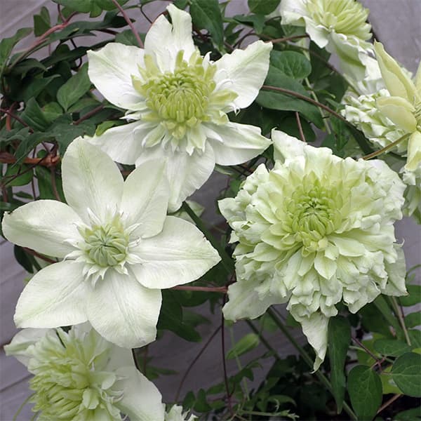 クレマチス：しろまんえ(白万重・アルバプレナ)5号鉢植え*