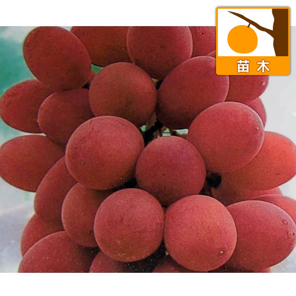 ブドウ：サニールージュ挿木苗5号ポット