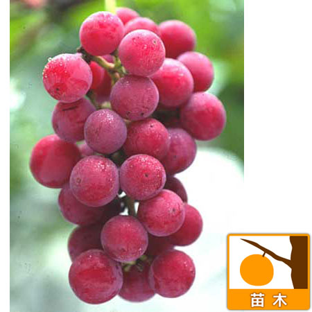 ブドウ：ゴルビー挿木苗5号ポット