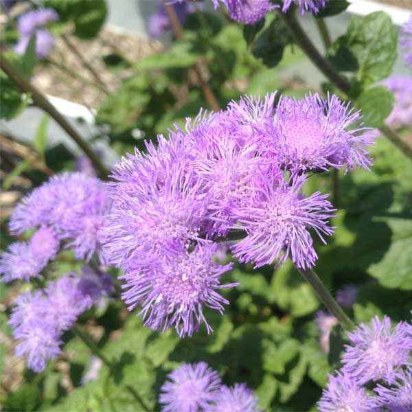 アゲラタム：トップブルー3-3.5号ポット2株セット