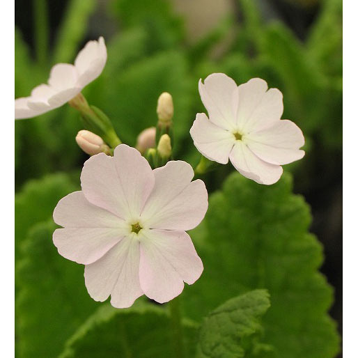 日本サクラソウ（桜草）：御殿桜（ごてんざくら）3号ポット