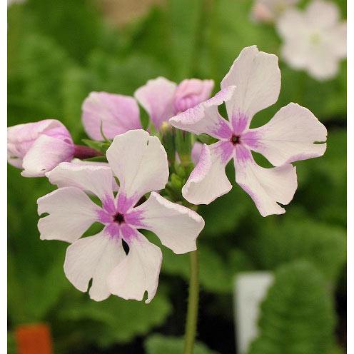 日本サクラソウ（桜草）：小町桜（こまちざくら）3号ポット