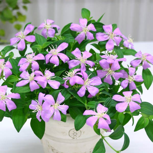 ノボタン：フルフル5号鉢植え