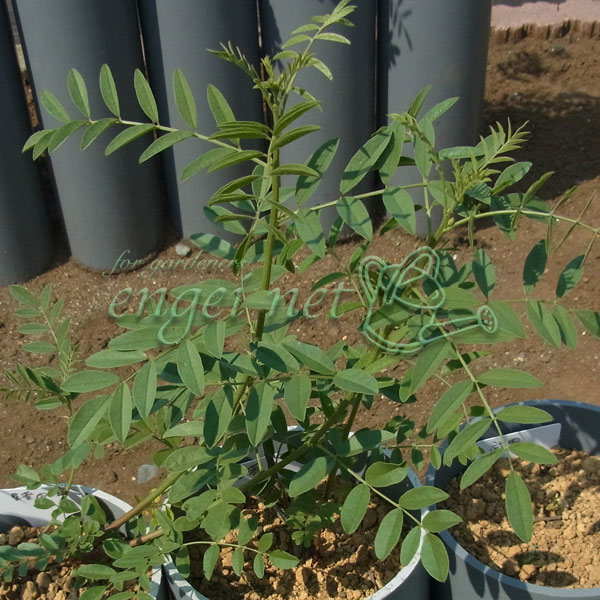 [26年2月中下旬予約]カンゾウ：ウラルカンゾウ 3号ポット