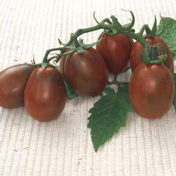 トマト：日本育ちの黒いトマトプラム3号ポット12株セット