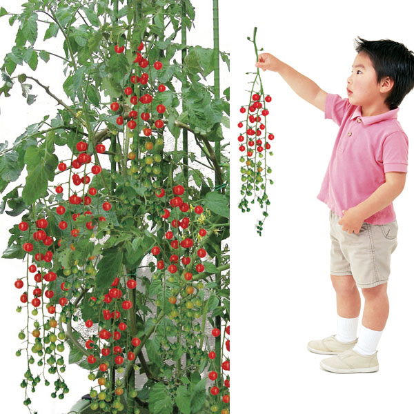 トマト（ミニ）：シャンデリアトマト3号ポット12株セット