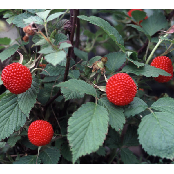 矮性木いちご（ラズベリー）：マイラビット3～3.5号ポット