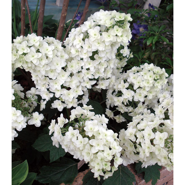 カシワバアジサイ：スノーフレーク(八重）7号ポット（露地養成株）