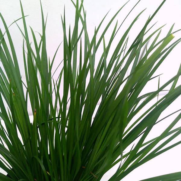 [26年2月中下旬予約]セキショウ3-3.5号ポット