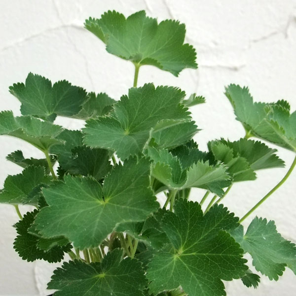 アルケミラ：ブルガリス（レディスマントル）3号ポット12株セット