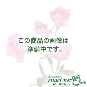 ニオイゼラニウム：スワールベルグ3号ポット