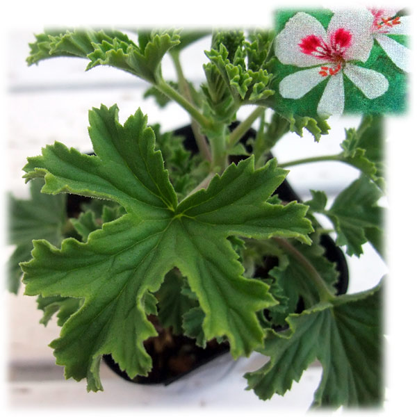 ニオイゼラニウム：フレンシャムレモン3号ポット