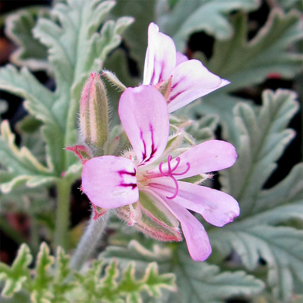 ニオイゼラニウム：ミント　セインテッド　バリエガタ3号ポット