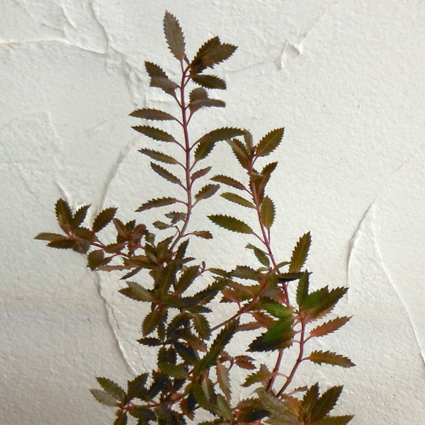 ハロラゲス2.5号ポット