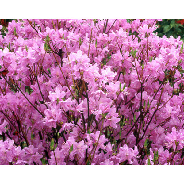 ツツジ：東国（トウゴク）ミツバツツジ3号ポット