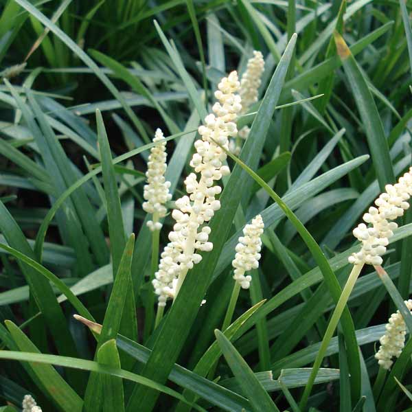 ヤブラン（リリオペ）：モンローホワイト 3号ポット 6株セット