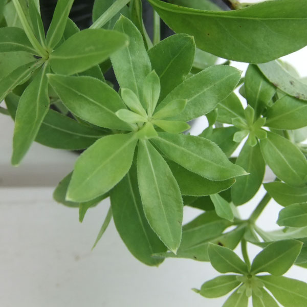 スイートウッドラフ3号ポット