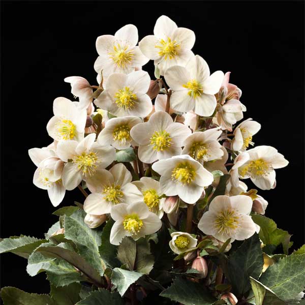 クリスマスローズ（原種交配）：*HGCシューティングスター4.5号ポット