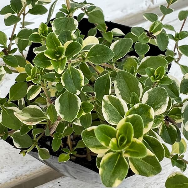 [送料無料]タイム（ほふく性）：フォックスリー3号ポット 24株セット