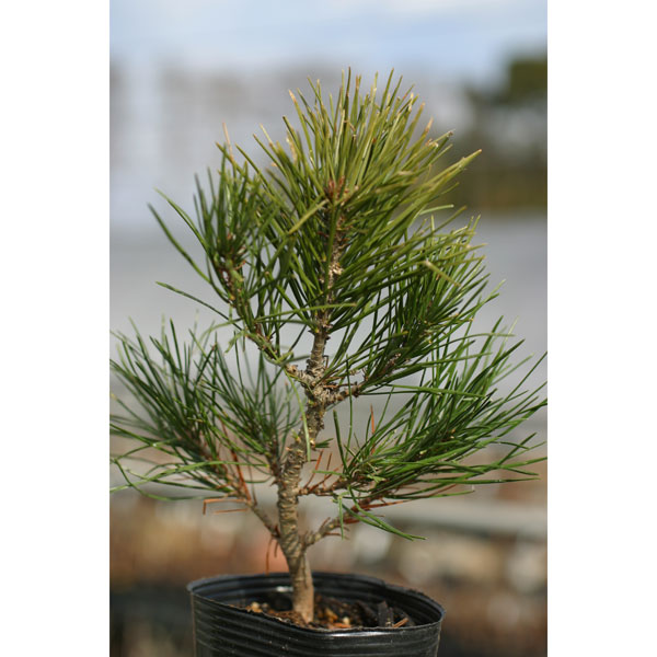 白皮松3号ポット2株セット