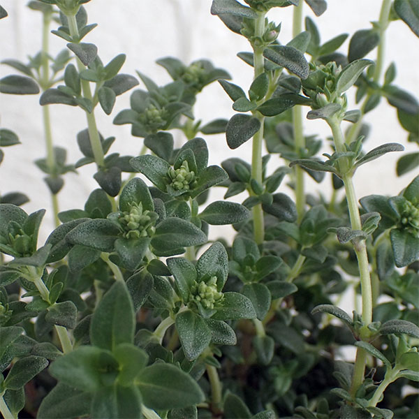 タイム（立性）：フレンチタイム3号ポット*