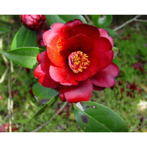 ツバキ（椿）：黒椿6号鉢植え