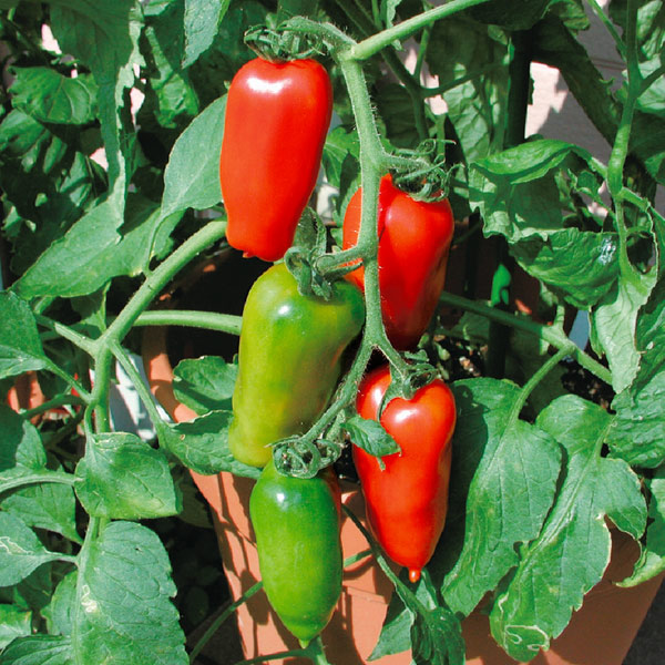 [26年4月下旬予約]トマト：ルンゴ自根苗3号ポット4株セット