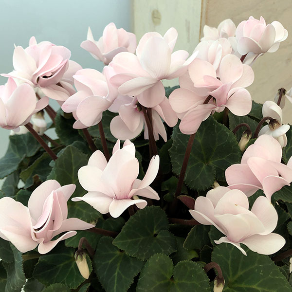 シクラメン（八重咲き）：ウインクパールホワイト5号鉢植え