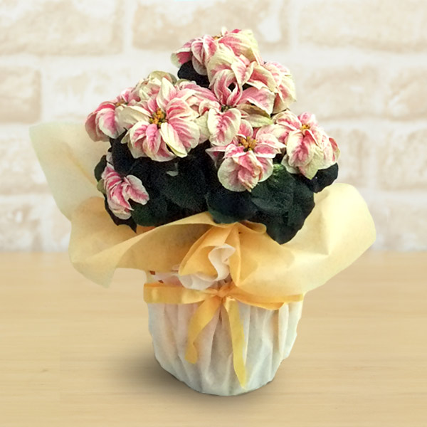 園芸ネット本店｜ポインセチア：ウィンターローズ・マーブル5号鉢