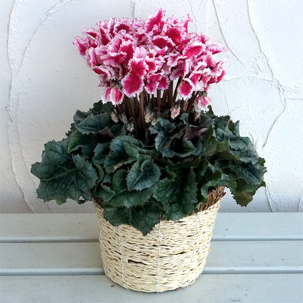 園芸ネット本店｜シクラメン：プリマドンナワイン5号鉢植えカゴ付き の